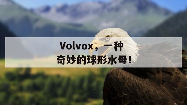  Volvox，一种奇妙的球形水母！