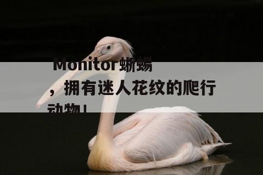  Monitor蜥蜴，拥有迷人花纹的爬行动物！