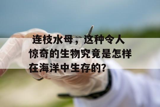  连枝水母，这种令人惊奇的生物究竟是怎样在海洋中生存的？